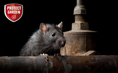 Protec Raticida